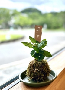 苔玉教室.jpg